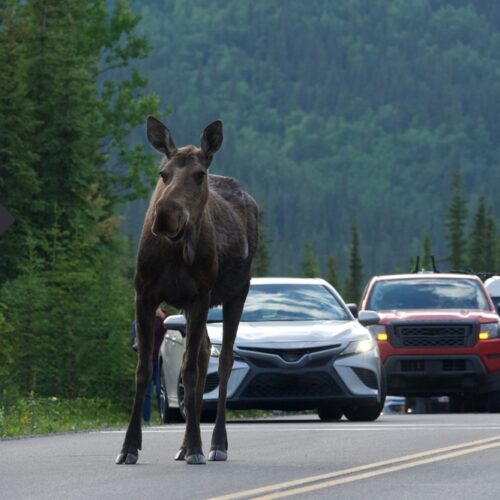 A moose in the middle of the road with a line of cars behind it