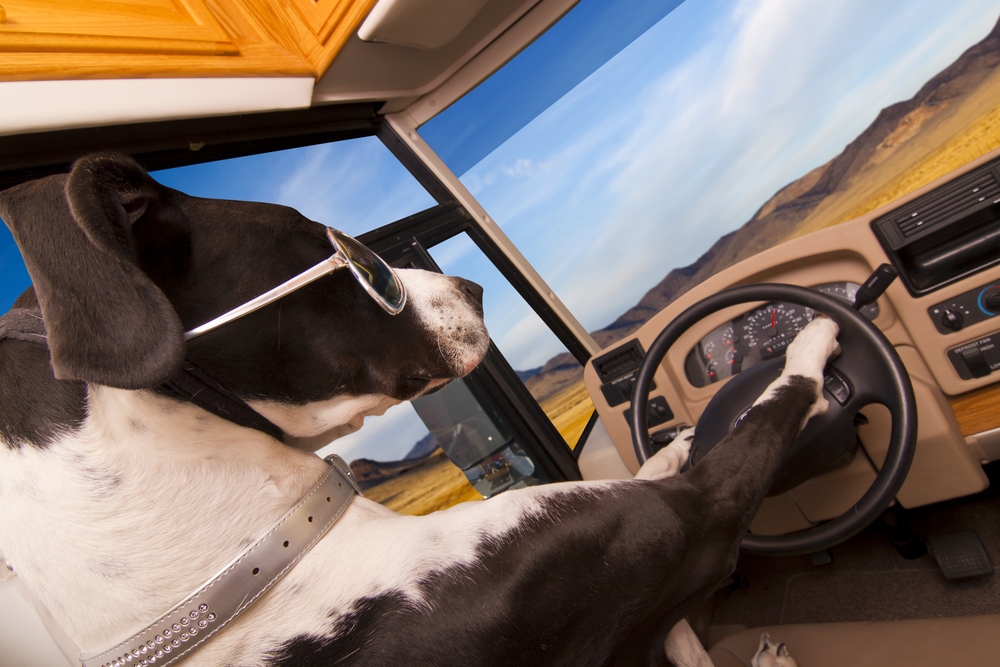 Great Dane driving an RV - cheap RV insurance in Washington.