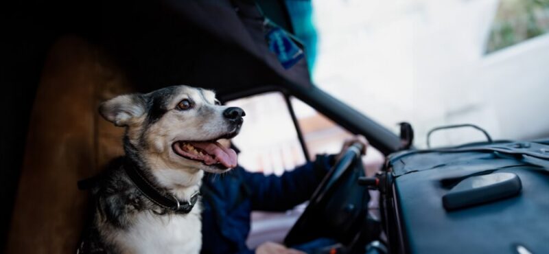 Little dog is the co-pilot of a vehicle protected with commercial truck insurance - Cheap car insurance in Washington