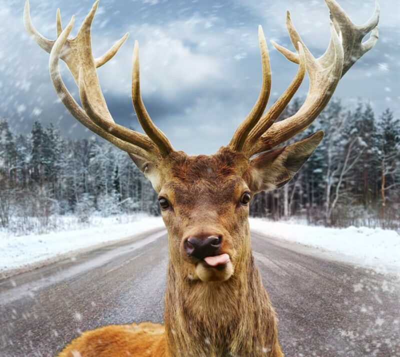 Deer looking in the fron window with its tongue sticking out.