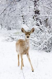 Mule Deer in Snow